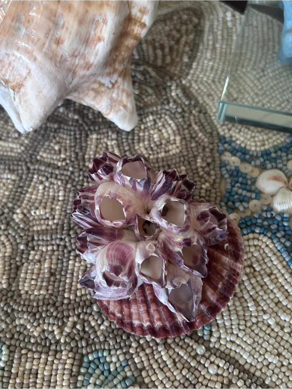Natural Purple Barnacle Cluster on Scallop Shell - Picture 2 of 9